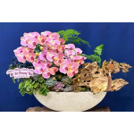 Thuyền lan thiết kế ngang 1m2 – Pisces Florist