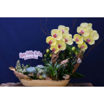 LAN THIẾT KẾ TIỂU CẢNH ĐẸP