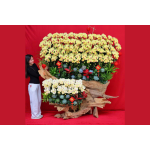 LAN THIẾT KẾ SIÊU PHẨM – 75 CÀNH LAN HỒ ĐIỆP THƯỢNG HẠNG