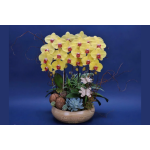 Lan hồ điệp thiết kế tiểu cảnh – Pisces Florist