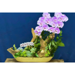 THUYỀN LAN THIẾT KẾ TONE TÍM
