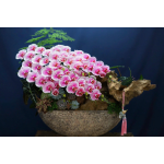 THUYỀN LAN THIẾT KẾ TONE HỒNG