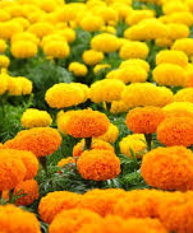 Ý nghĩa Hoa vạn thọ ngày tết Nguyên Đán