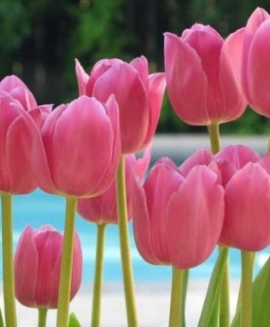 Ý nghĩa Hoa Tulip với người mình yêu