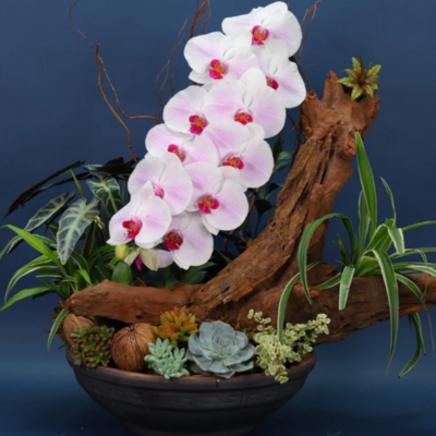 LAN THIẾT KẾ TIỂU CẢNH 1 CÀNH