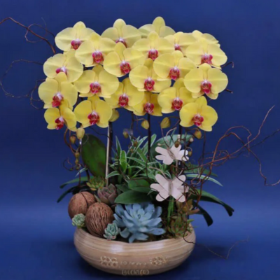 Lan hồ điệp thiết kế tiểu cảnh – Pisces Florist