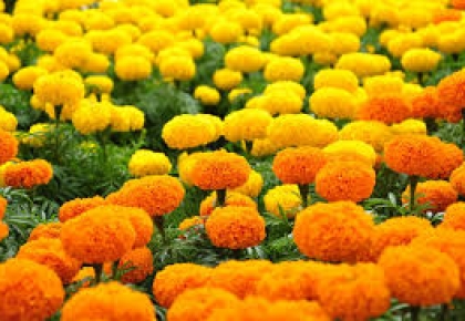Ý nghĩa Hoa vạn thọ ngày tết Nguyên Đán
