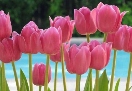 Ý nghĩa Hoa Tulip với người mình yêu