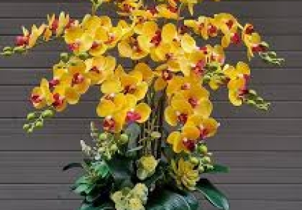 Ý nghĩa Hoa Lan Hồ Điệp