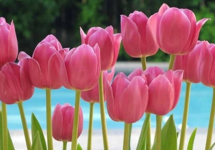 Ý nghĩa Hoa Tulip với người mình yêu