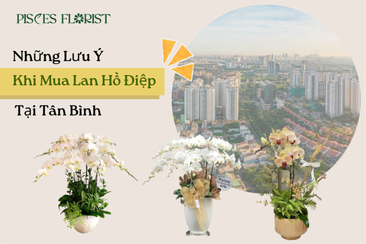 lưu ý khi mua lan hồ điệp tại tân bình